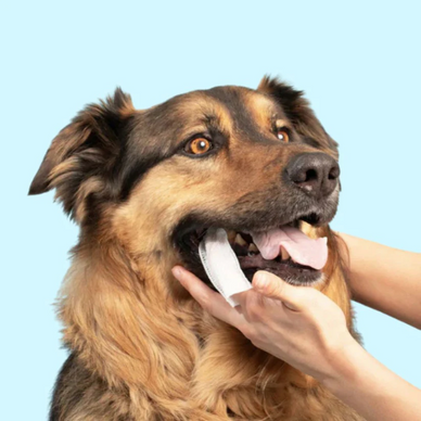 Sourires sains, moments de bonheur sans stress.